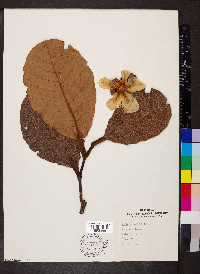 Dillenia suffruticosa image