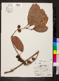 Doliocarpus olivaceus image