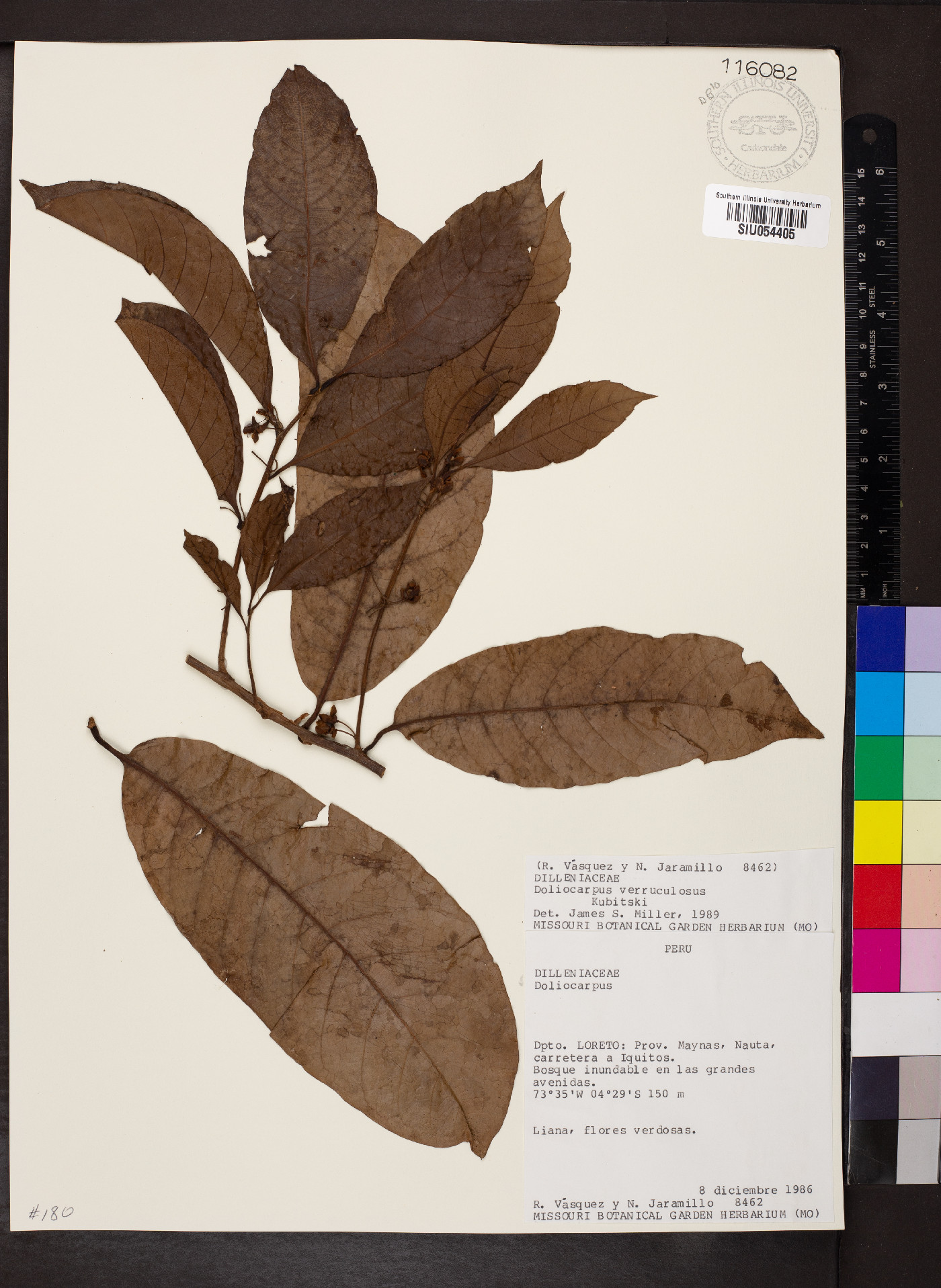 Doliocarpus verruculosus image