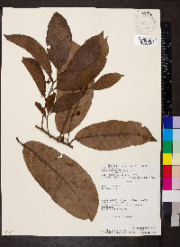 Doliocarpus verruculosus image