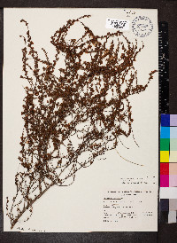 Hibbertia fasciculata image