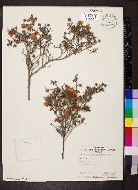 Hibbertia hypericoides image