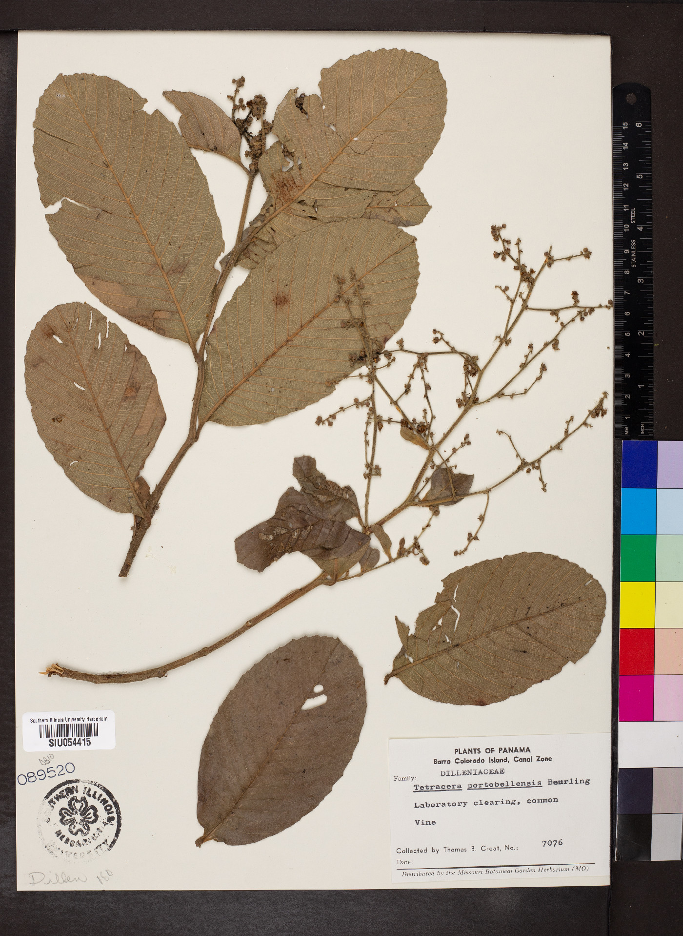 Tetracera portobellensis image