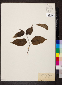 Actinidia polygama image