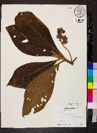 Saurauia biserrata image