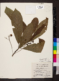 Saurauia kegeliana image