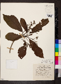 Saurauia kegeliana image