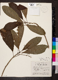Saurauia kegeliana image