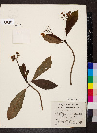 Saurauia kegeliana image