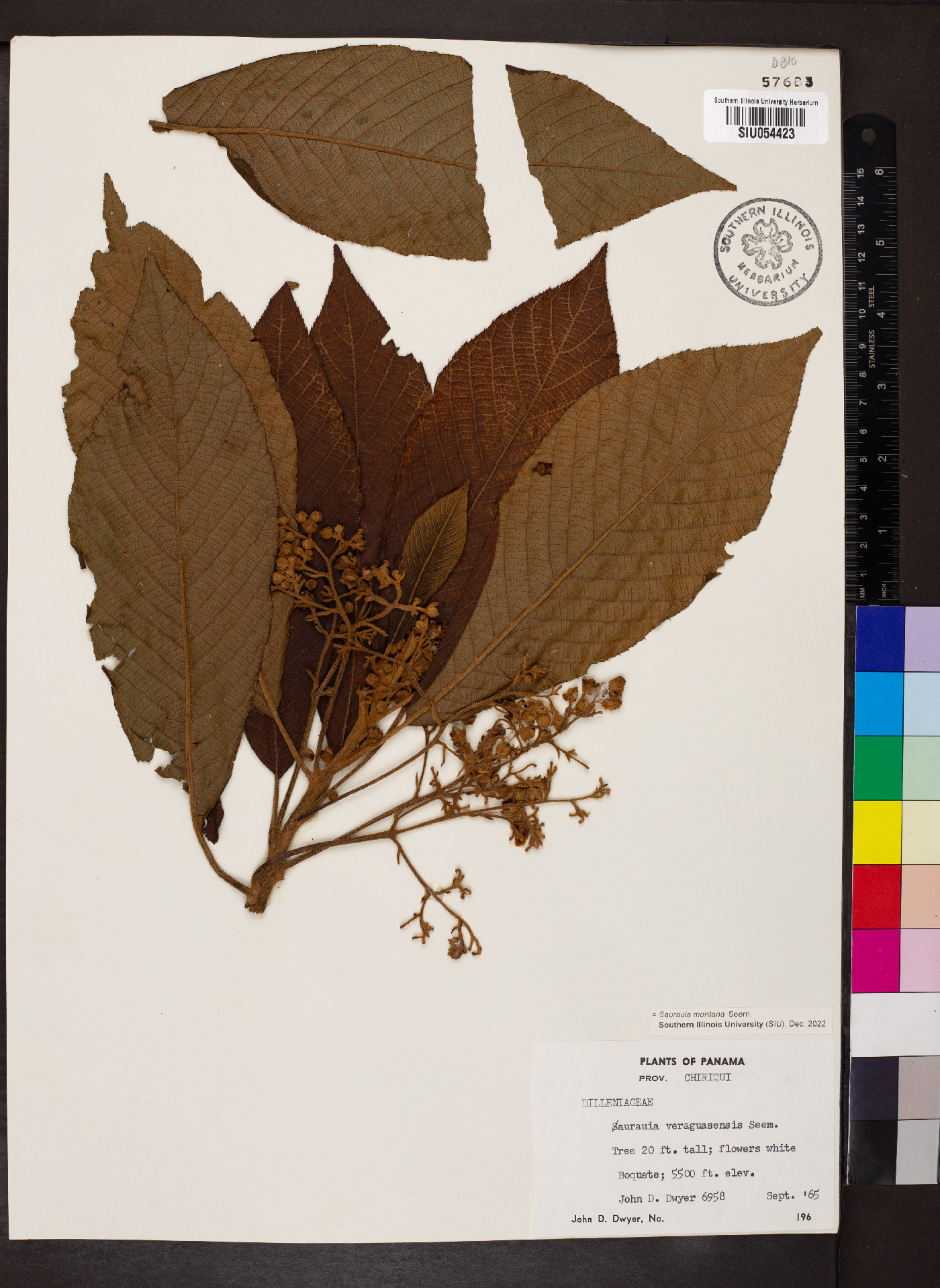 Saurauia montana image