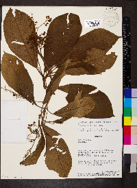 Saurauia peruviana image