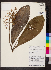 Saurauia pseudostrigillosa image