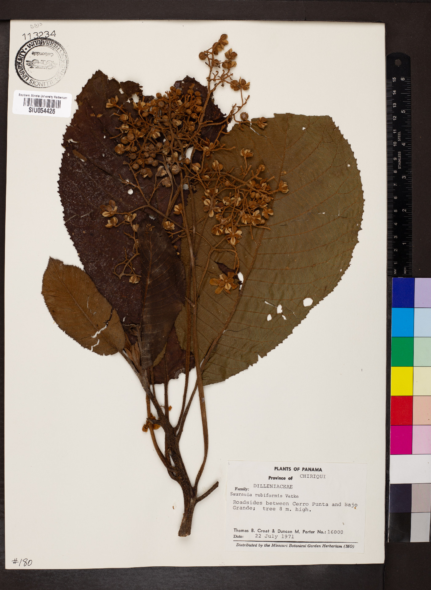 Saurauia rubiformis image
