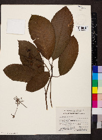 Saurauia serrata image