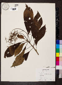 Saurauia yasicae image