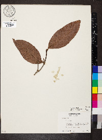 Quiina macrophylla image