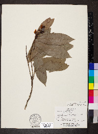 Ouratea lucens image