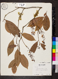 Ouratea lucens image