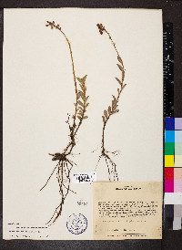 Image of Sauvagesia racemosa