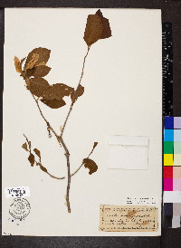 Stewartia malacodendron image