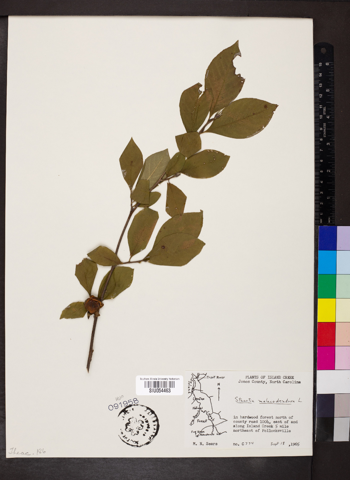 Stewartia malacodendron image