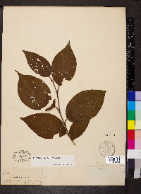Stewartia ovata image