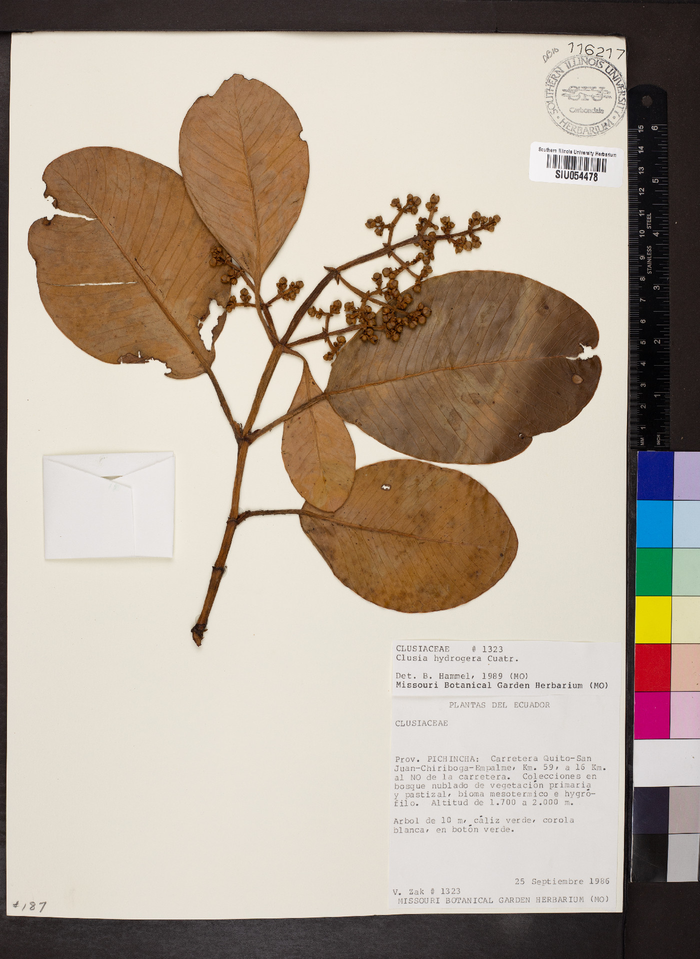 Clusia hydrogera image