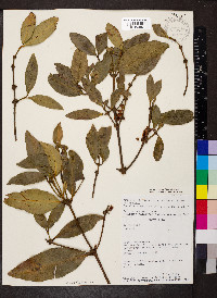 Garcinia madruno image