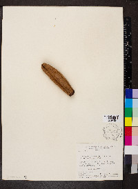Kielmeyera coriacea image