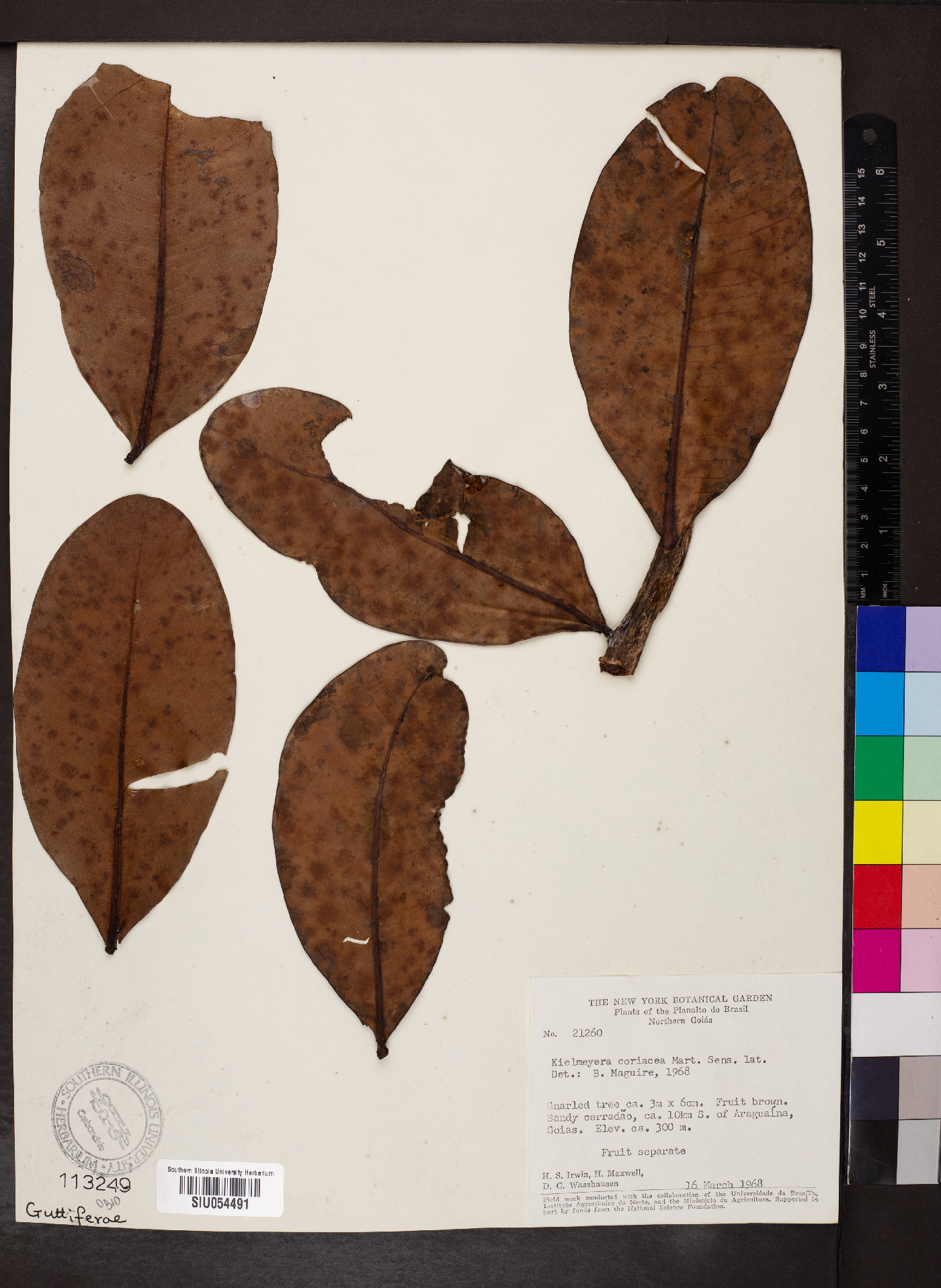 Kielmeyera coriacea image