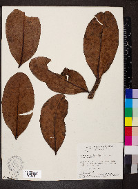 Kielmeyera coriacea image