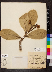 Kielmeyera coriacea image