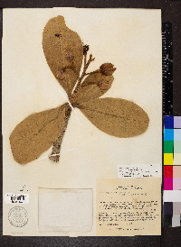 Kielmeyera coriacea image