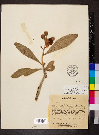 Kielmeyera coriacea image