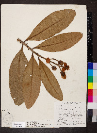 Kielmeyera coriacea image
