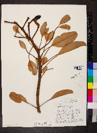 Kielmeyera petiolaris image