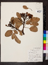 Kielmeyera petiolaris image