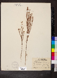 Hypericum drummondii image