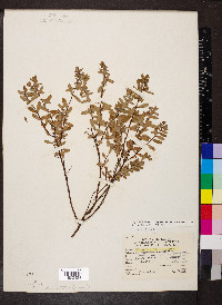 Hypericum hypericoides subsp. multicaule image