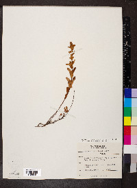 Hypericum hypericoides subsp. multicaule image