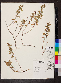 Hypericum hypericoides subsp. multicaule image