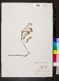 Hypericum hypericoides subsp. multicaule image
