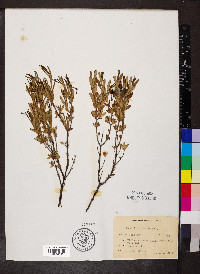 Hypericum kalmianum image