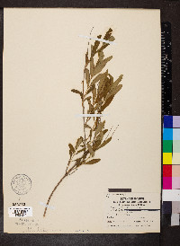 Hypericum prolificum image