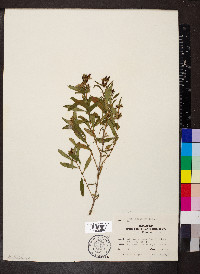 Hypericum prolificum image