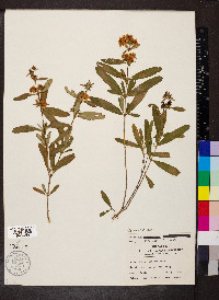 Hypericum prolificum image