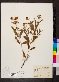 Hypericum prolificum image
