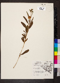 Hypericum prolificum image