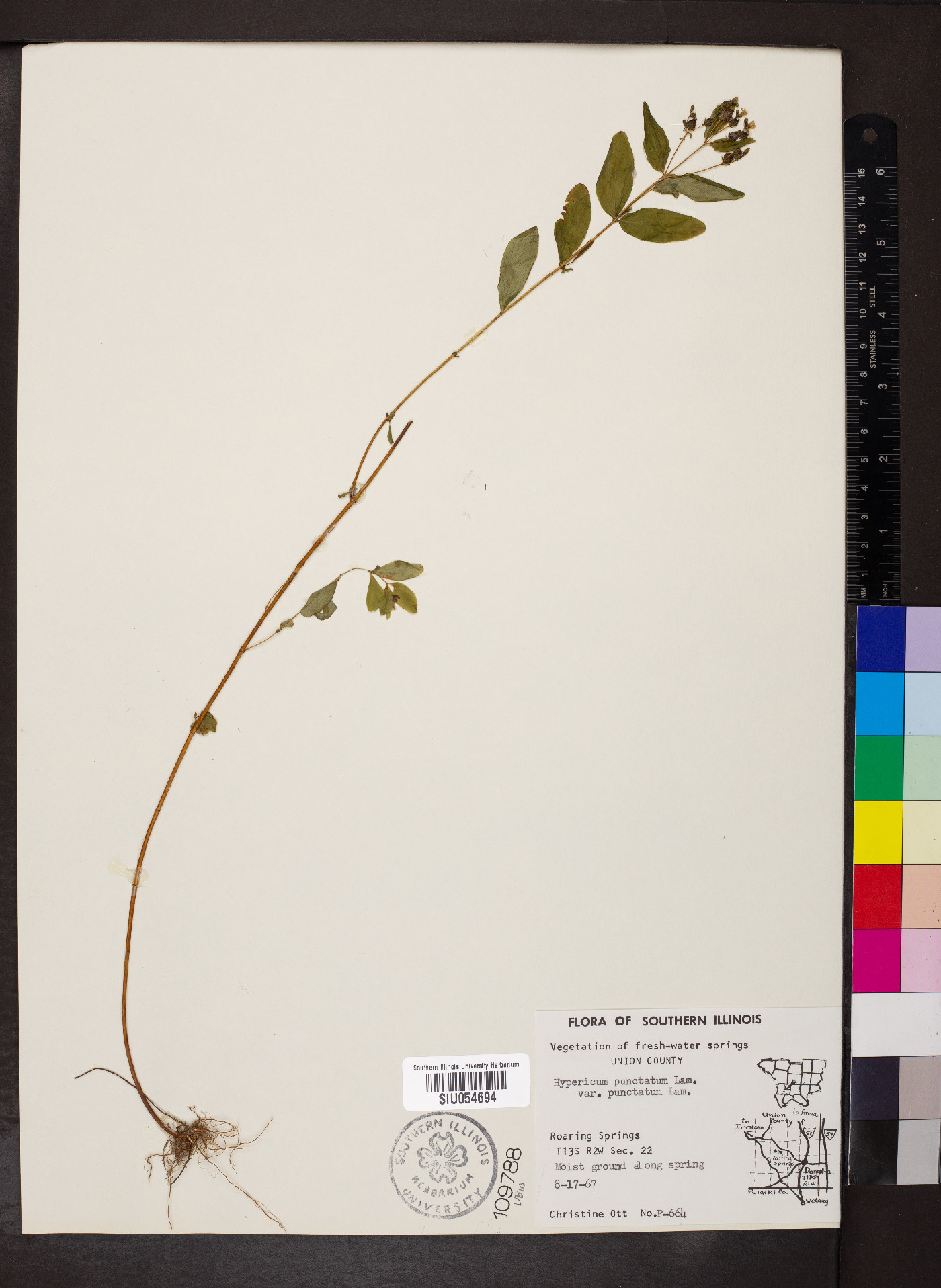 Hypericum punctatum var. punctatum image