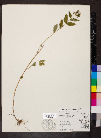 Hypericum punctatum var. punctatum image